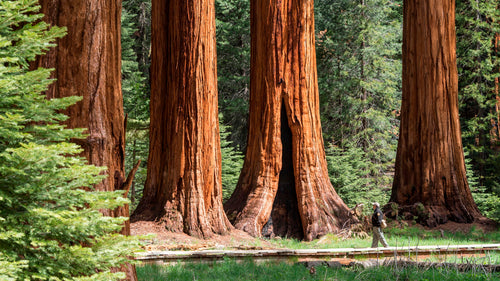 Best Camping Places in California